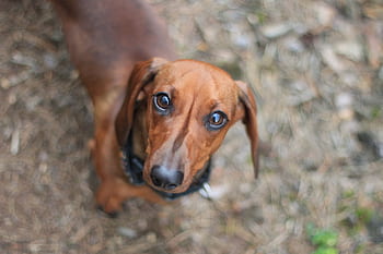 dachshund, dog, cute, animal, brown, canine, eyes, looking, fur, little, mammal