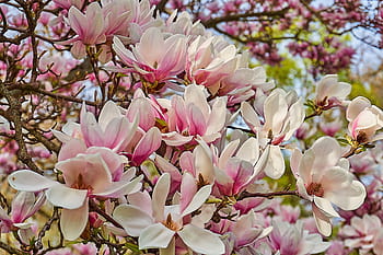 tulipano magnolia, magnolia × soulangeana, magnolia, fiore di magnolia, vicino, fiorire, fioritura, rosa, bianca, magnoliengewaechs, yulan magnolia