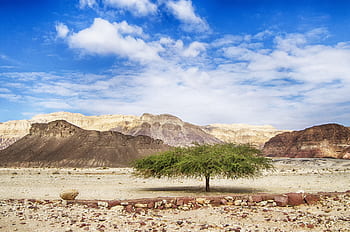 Izrael, negev, timna park, skály, akácie, suchý, pískovec, nebe, cestovat, cestovní ruch, geologie