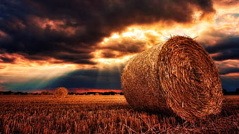 brown, rolled, leave, grass field, nature, sunset, dawn, sky, panorama, evening, landscape