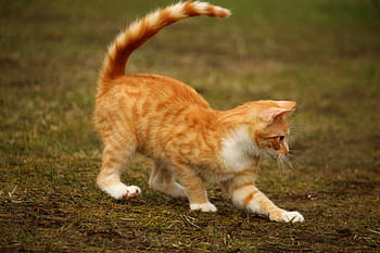 gatto tabby arancione, gatto, gatto rosso, gattino, tabby rosso sgombro, mieze, giocare, erba