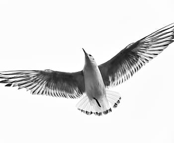 flying bird, flying, bird, black and white, fly, wings, animal, sky, spread wings, one animal, animal wing