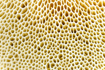 makro, Grzyb, naturalny, grzyby, Natura, zbliżenie, jedzenie, świeży, surowy, zdrowy, jadalny