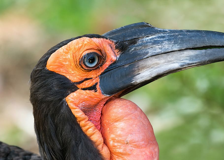 southern ground hornbill, bird, avian, hornbill, beak, animal, nature, wildlife, red, africa, bill