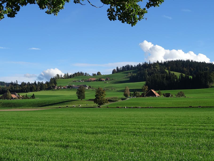 Landscape, Emmental, Farm, tree, agriculture, rural scene, field
