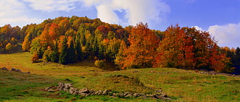 Marrone, verde, alberi, campo, giorno, foresta, autunno, Prato, pista, escursione, montagna