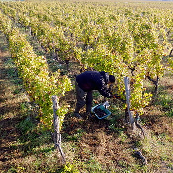 vines, a grape-picker, harvest, cérons, bordeaux, aqutaine, pf