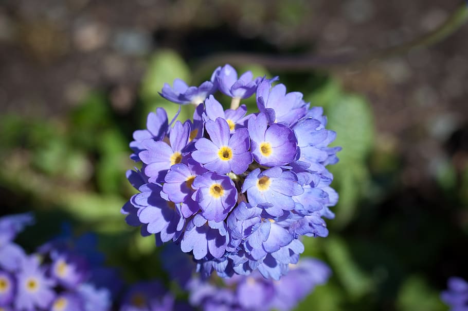 primula, fiore, fiori, fiore blu, blu, fiori blu, avvicinamento, bacchetta del tamburo, giardino, natura, primavera