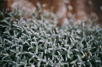 ビュー、 自然、 クローズアップ、 花、 植物、 背景、 マクロ、 人なし、 フルフレーム、 屋内、 日