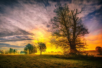 scenery of sunset, sky, tree, wallpaper, night, nature, landscape, blue, light, moon, black