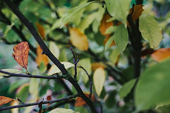 primer plano, verde, hojas, árboles, rama, primeros planos
