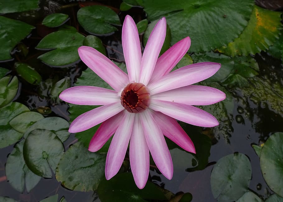 lilie, květ, červený leknín, lala shapla, lal kamal, raktakamal, nilofar, nymphaea rubra, nymphaeaceae, nymphaea rosea, leuco nymphaea rubra
