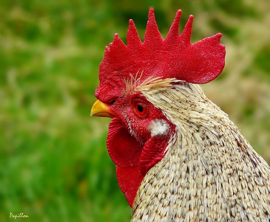selective, focus photography, brown, rooster, hahn, gockel, bird, animal, poultry, comb teeth, farm