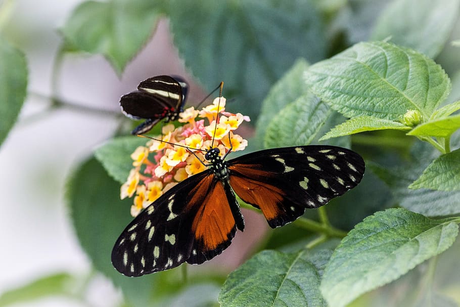heliconius hecale, zlatý hecale, motýl, letu hmyzu, létat, hmyz, květiny, křídlo, motýl - hmyz, list, zvířata ve volné přírodě