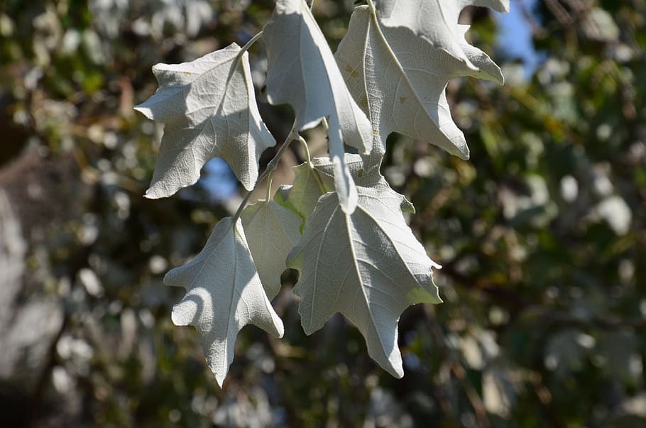 summer, leaves, white, green, nature, plant