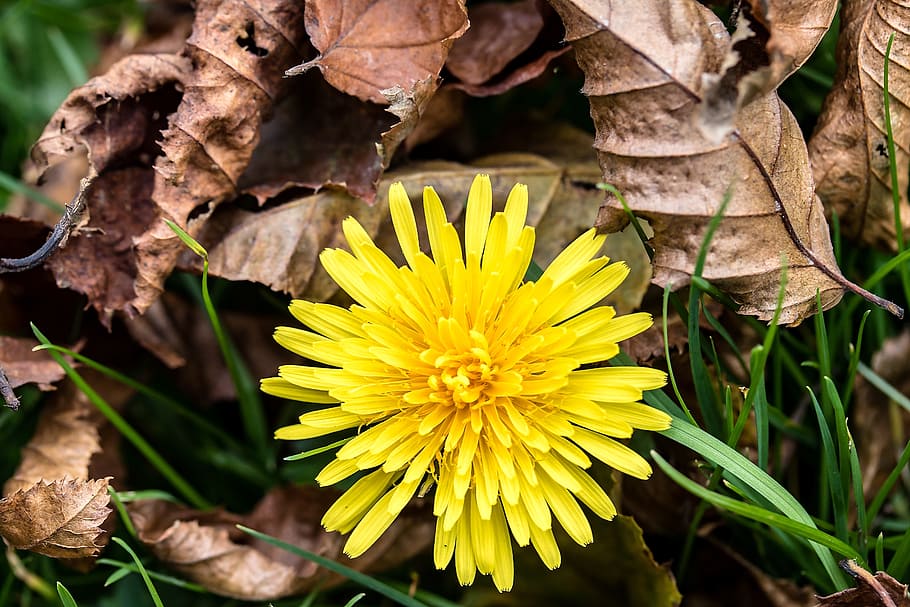 selective, focus photography, yellow, dandelion flower, common dandelion, taraxacum sect, ruderalia, dandelion, pointed flower, fall leaves, beech leaves