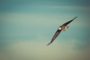 selective, focus photo, bald, eagle, spreading, wings, skies, eagle flying, soar, bird, nature
