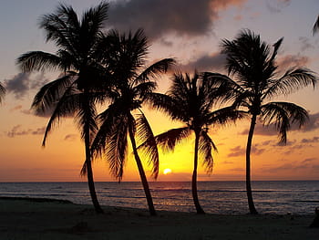 silhouette photography, four, coconut trees, seashore, Beach, Guadeloupe, Anse Bertrand, Sunset, evening, palm trees, silhouette