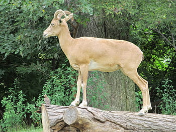 Transcaspian, Urial, Potret, Margasatwa, transcaspian urial, berdiri, domba liar, mencari, ovis orientalis arkal, jantan, tanduk