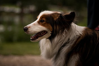 felnőtt, Cser, fehér, durva, collie fotózás, sekély, fényképezés, barna, hosszú, bevont, kutya