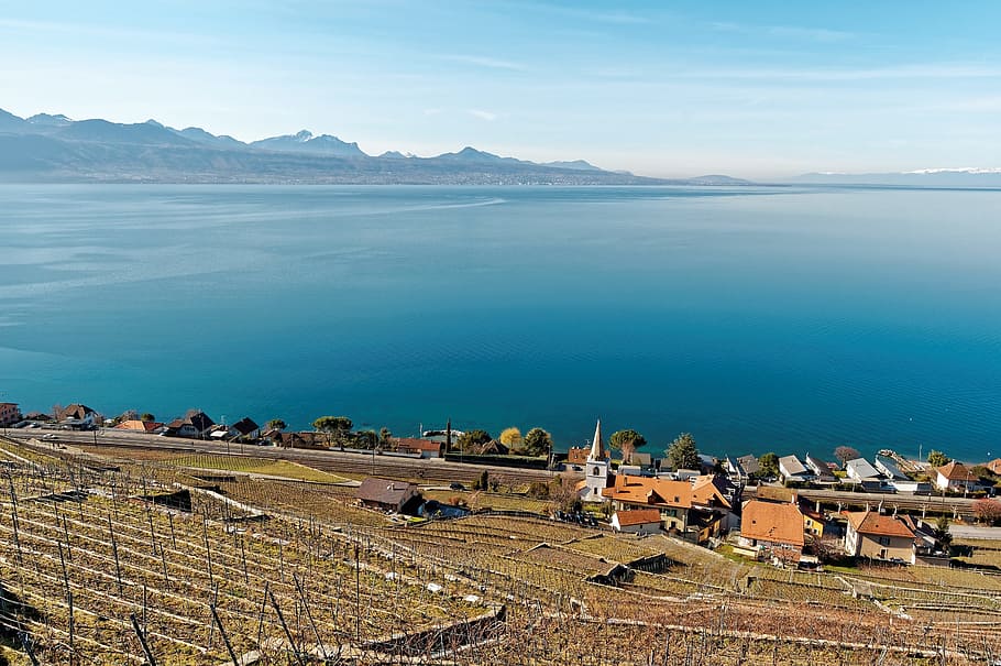 제네바, 호수, 보드, 스위스, 포도원, lavaux, 제네바 호수, 물, 관심있는 곳, 전망, 로잔