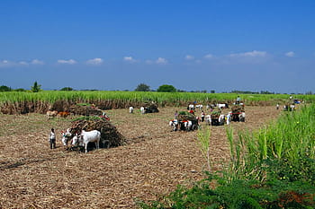 farmers at farm, Sugarcane, Harvest, Bullock Cart, men at work, karnataka, india, sugar cane, rural, agriculture, field