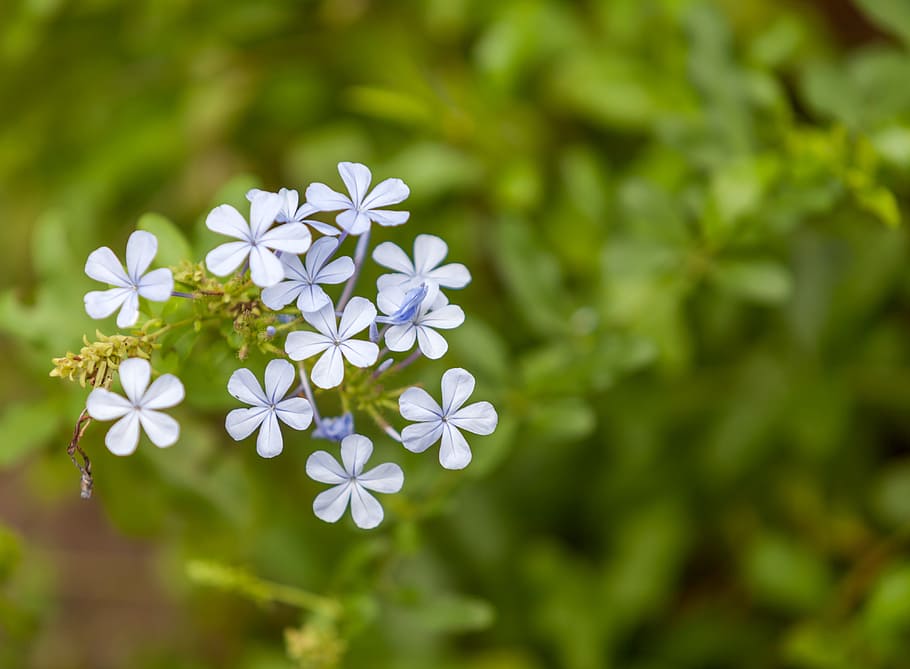 flowers, garden flowers, move flowers, plumbago, queens gardens