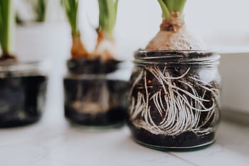Jacinto, plantas, tarro, plantado, interior, primavera, jacintos, muscari, tarros
