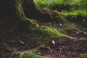 detailní, fotografie, kořeny stromů, les, lesní podlaha, mech, Příroda, zelená, vykořenit, kmen, zarostlý