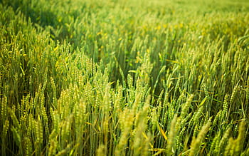 green, wheat field, daytime, hay, field, plants, crops, agriculture, farm, rural, countryside