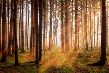 les, světelné paprsky fotografie, stromy, sluneční paprsek, podzim, terénní, krajina, Příroda, slunečního světla, log, morgenstimmung