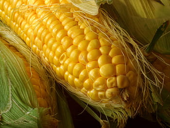 Mais, orecchio, giallo, raccogliere, avvicinamento, l'orecchio, pannocchia, cibo e bevande, pianta di cereali, mangiare sano, cibo