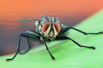 μαύρη μύγα σπίτι, πετώ, housefly, macro, σύνθετα μάτια, έντομο, Κοντά, έντομο πτήσης