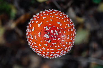 cogumelos, cogumelo, vermelho, outono, Amanita muscaria, perigoso, veneno, fungos, Toadstool, crescendo, floresta