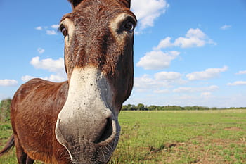 brown donkey standing, brown, donkey, horse, animal, nature, farm, pasture, rural Scene, meadow, grass