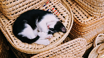 고양이, 고양이 새끼, 자다, 착한 애, 동물, 바구니