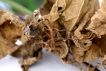 dry leaves, blight, background