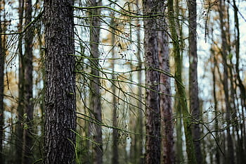 caminar, bosque de otoño, otoño, bosque, hojas, madera, plantas, árboles, troncos, rama, naturaleza