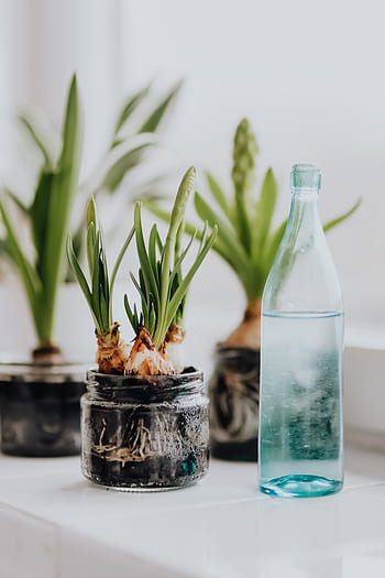 Jacinto, plantas, tarro, plantado, interior, primavera, jacintos, muscari, tarros