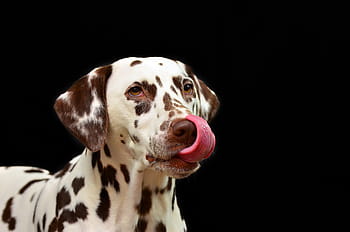 adult dalmatian, dog, dalmatians, pet, dog breed, animal portrait, stains, dog head, hundeportrait, one animal, dalmatian dog