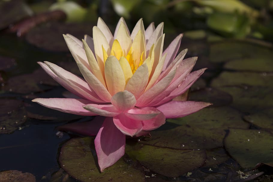 leknín, lilly, lilly pad, kew zahrady, kew, růžový, žlutá, oranžový, květ, kvetoucí, rybník