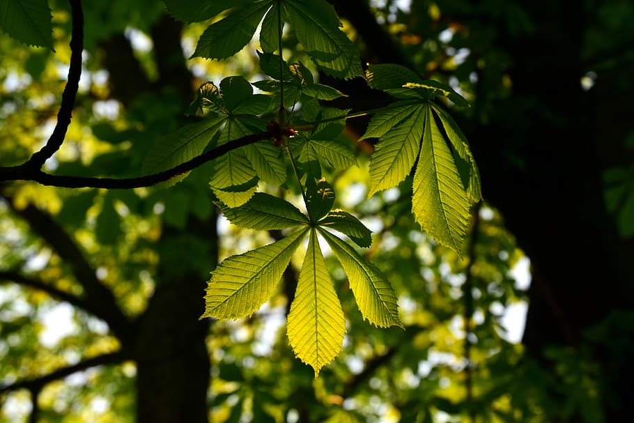 leaf, plant, tree, chestnut tree, branch, tribe, light and shadow, nature, green, tender, young