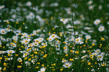 selektiv, fokus fotografie, Gänseblümchen-Blumenfeld, Natur, Gänseblümchen, Blumen, Gelb, Weiß, Grün, Wiese, Sommer-