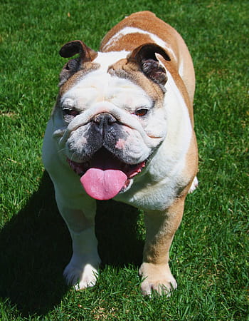 vuxen, solbränna, vit, engelsk, bulldogg, gräsfält, tjur hund, Lycklig, hund, leende, stående