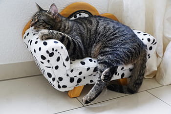 gray, tabby, cat, lying, chair, animal, pet, cute, domestic, small, sit