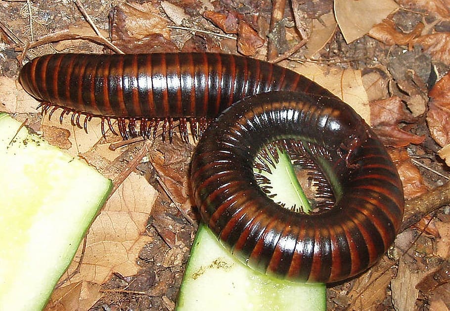 stonožky, myriapoda, členovců, arthropoda, obří tausendfüßer, obří stonožky, červ, prstýnky, válcované, fauna, nohy