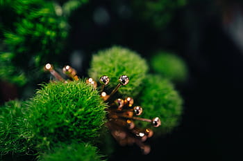 花、 植物、 クローズアップ、 緑、 自然、 緑色、 木、 成長、 屋外、 前景に焦点を当てる