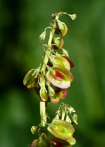 rhubarb flower, biji, rhubarb, close up, nature, reproduction, detail run sampling