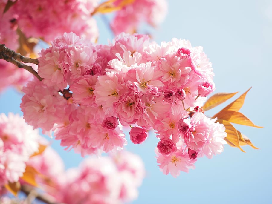 selective, focus photography, pink, cherry, blossoms, cherry blossom, japanese cherry, smell, blossom, bloom, japanese flowering cherry