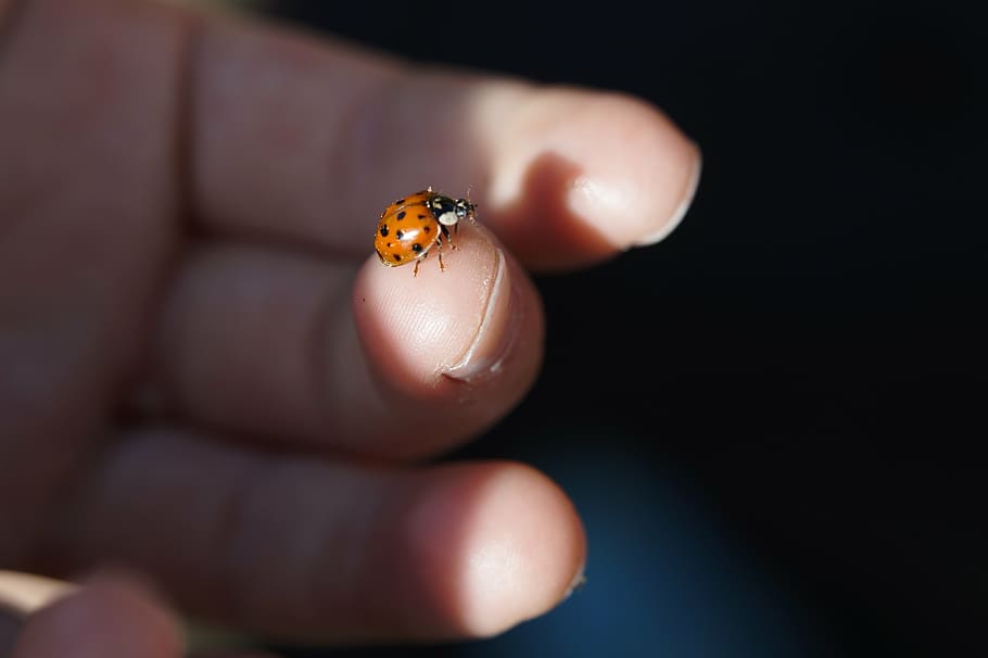 ladybug, beetle, finger, child, lucky charm, insect, nature, red, luck, points, small